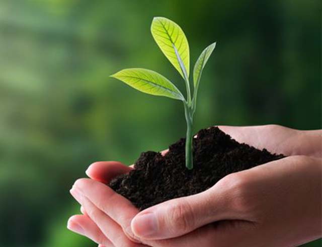 Hand holds potting soil with sprout