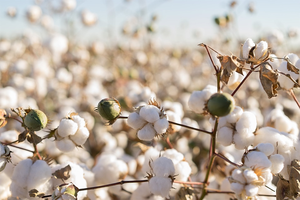 Detailed picture of a organic cotton plant on a cotton field.