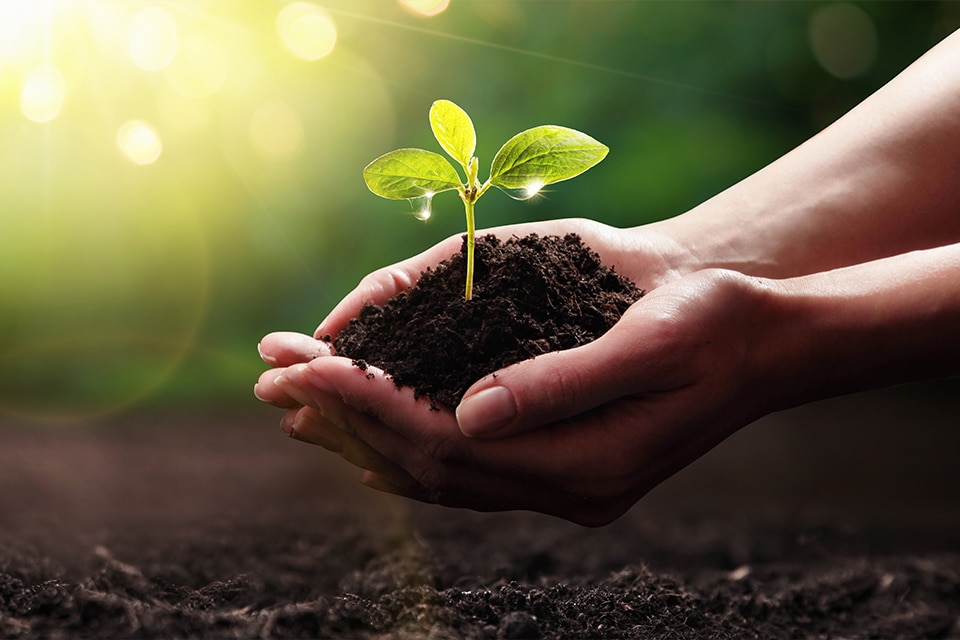 Close-up of two hands with a small plant in soil as a symbol of sustainability.